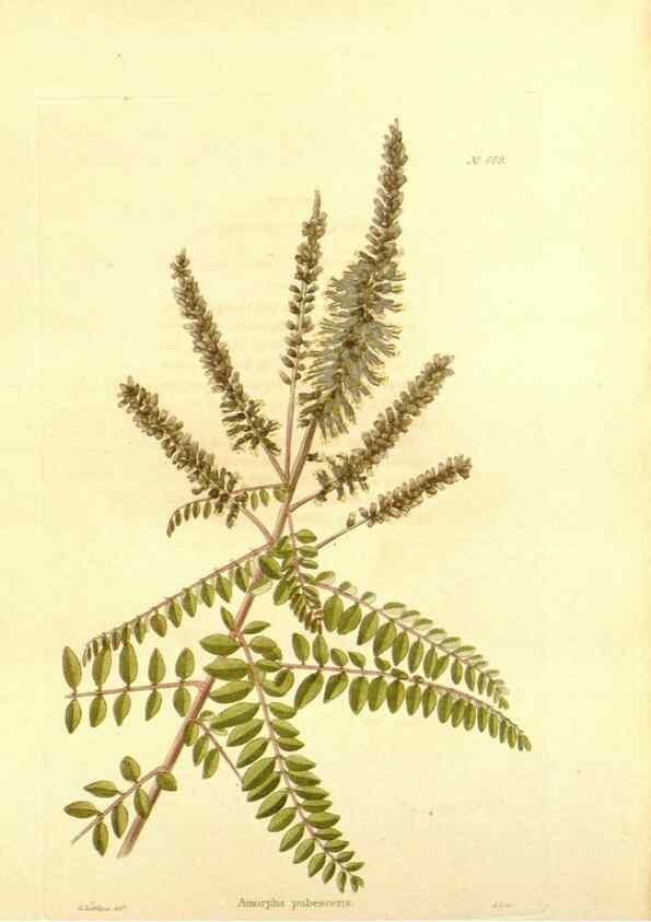 Reproducción/Reproduction 48754333897: The botanical cabinet. London :John & Arthur Arch ...,1817-1833.. 