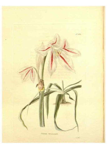 Reproducción/Reproduction 48754141906: The botanical cabinet. London :John & Arthur Arch ...,1817-1833.. 