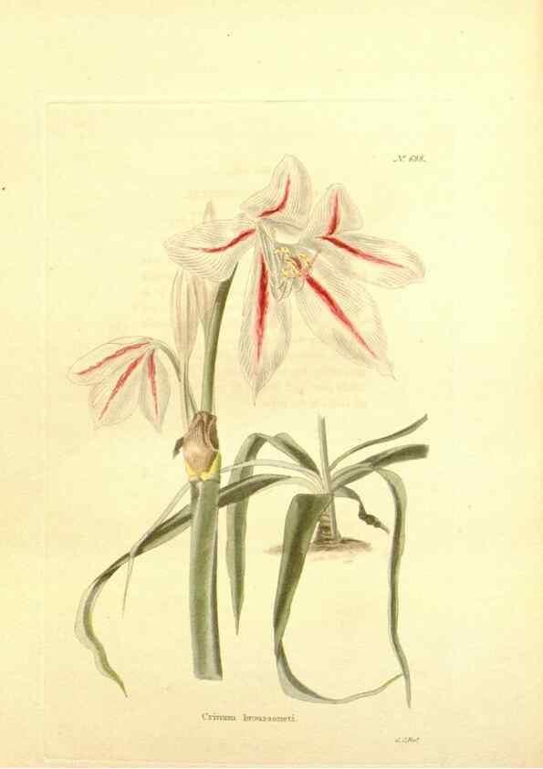 Reproducción/Reproduction 48754141906: The botanical cabinet. London :John & Arthur Arch ...,1817-1833.. 