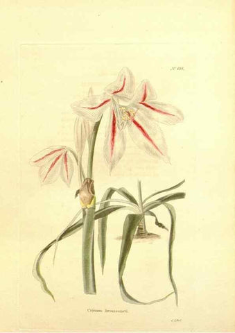 Reproducción/Reproduction 48754141906: The botanical cabinet. London :John & Arthur Arch ...,1817-1833.. 