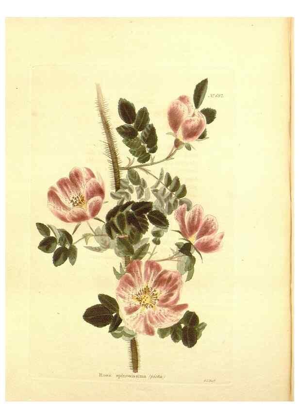 Reproducción/Reproduction 48753818738: The botanical cabinet. London :John & Arthur Arch ...,1817-1833.. 