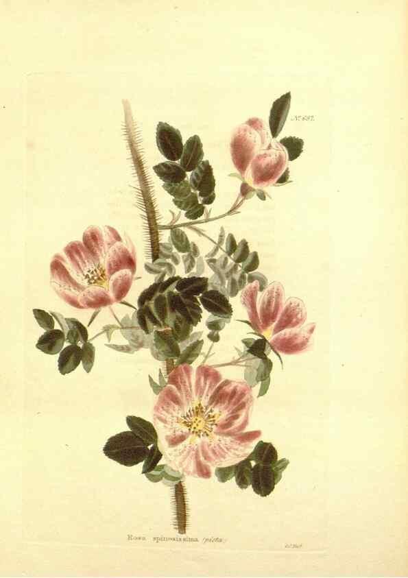 Reproducción/Reproduction 48753818738: The botanical cabinet. London :John & Arthur Arch ...,1817-1833.. 