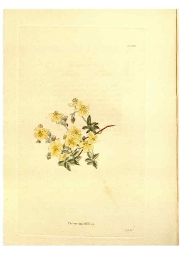 Reproducción/Reproduction 48754329147: The botanical cabinet. London :John & Arthur Arch ...,1817-1833.. 