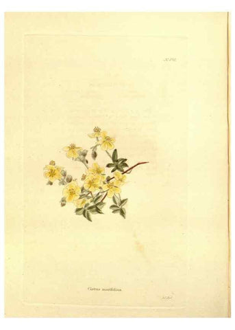 Reproducción/Reproduction 48754329147: The botanical cabinet. London :John & Arthur Arch ...,1817-1833.. 