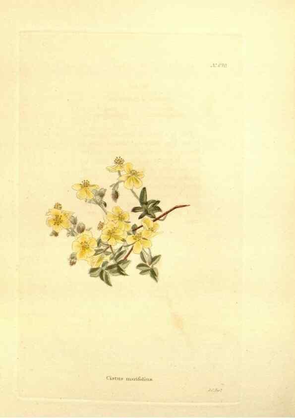 Reproducción/Reproduction 48754329147: The botanical cabinet. London :John & Arthur Arch ...,1817-1833.. 