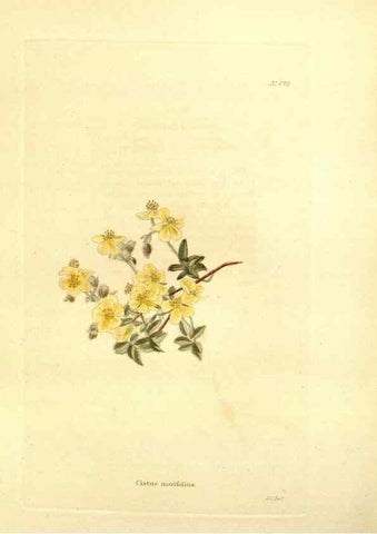 Reproducción/Reproduction 48754329147: The botanical cabinet. London :John & Arthur Arch ...,1817-1833.. 