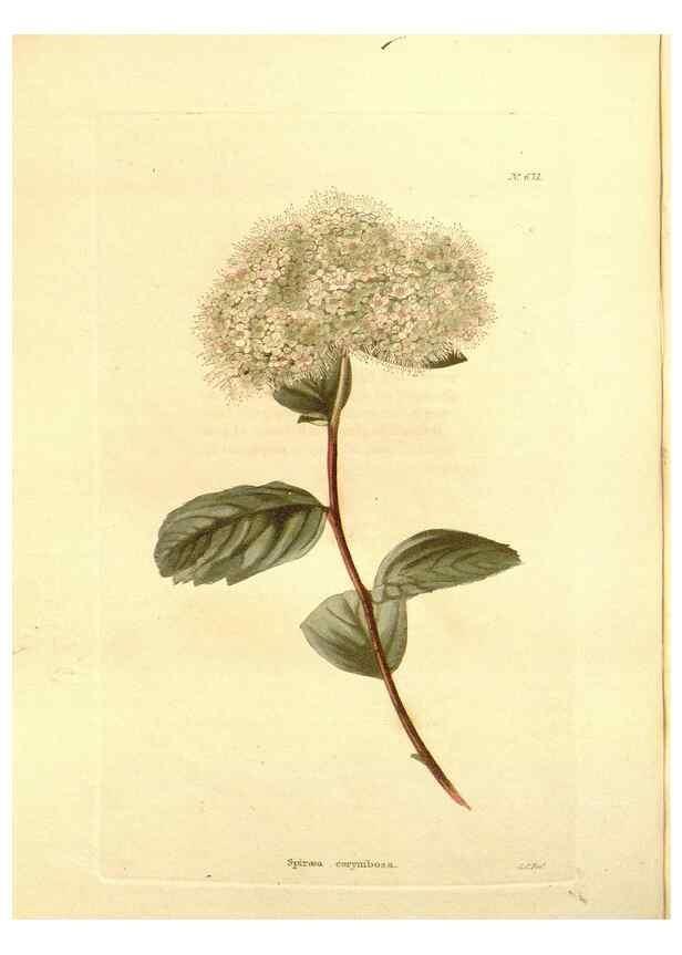 Reproducción/Reproduction 48754138056: The botanical cabinet. London :John & Arthur Arch ...,1817-1833.. 
