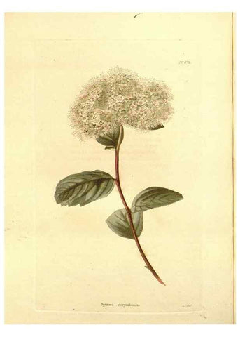 Reproducción/Reproduction 48754138056: The botanical cabinet. London :John & Arthur Arch ...,1817-1833.. 