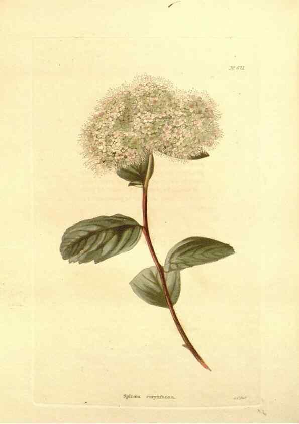 Reproducción/Reproduction 48754138056: The botanical cabinet. London :John & Arthur Arch ...,1817-1833.. 