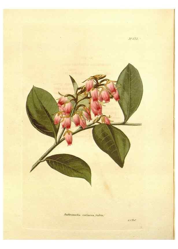Reproducción/Reproduction 48754138321: The botanical cabinet. London :John & Arthur Arch ...,1817-1833.. 