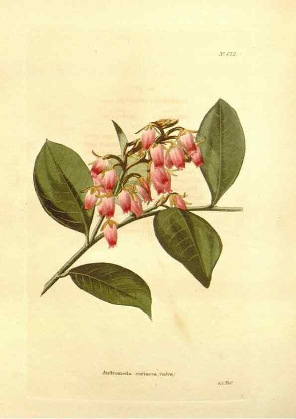 Reproducción/Reproduction 48754138321: The botanical cabinet. London :John & Arthur Arch ...,1817-1833.. 
