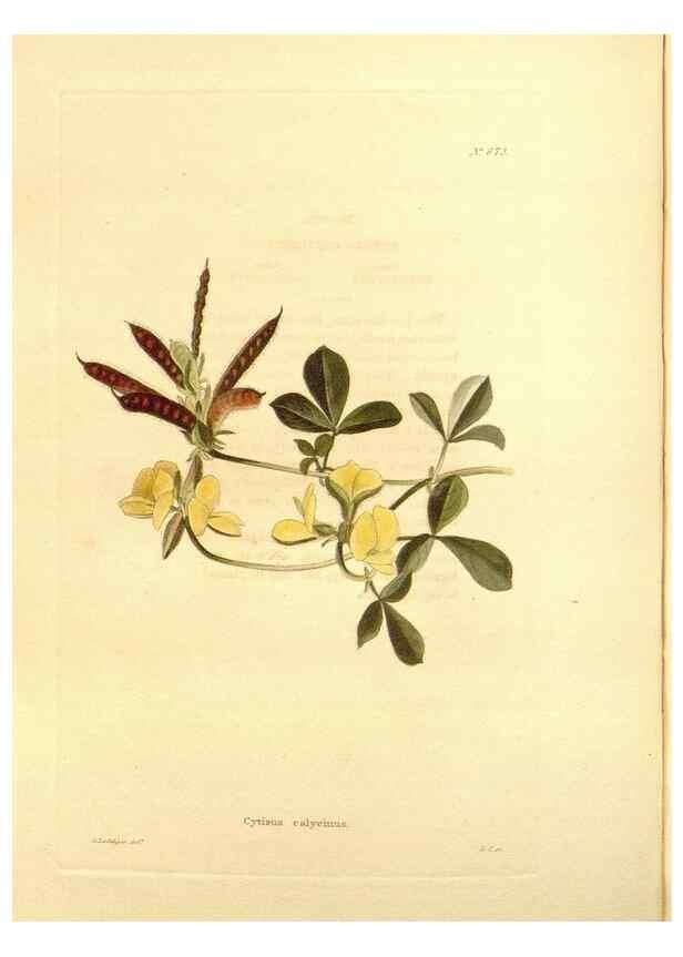 Reproducción/Reproduction 48754138536: The botanical cabinet. London :John & Arthur Arch ...,1817-1833.. 