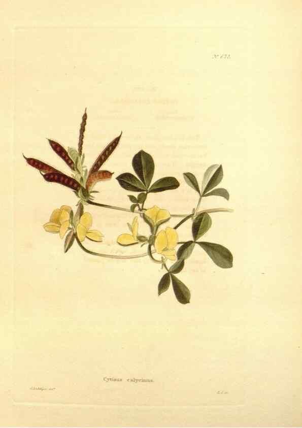 Reproducción/Reproduction 48754138536: The botanical cabinet. London :John & Arthur Arch ...,1817-1833.. 