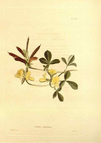 Reproducción/Reproduction 48754138536: The botanical cabinet. London :John & Arthur Arch ...,1817-1833.. 