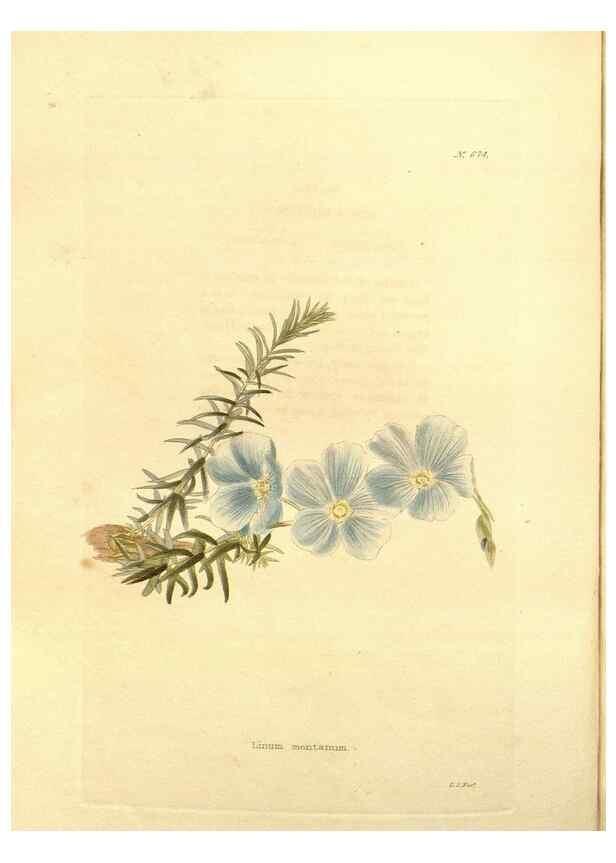 Reproducción/Reproduction 48754330312: The botanical cabinet. London :John & Arthur Arch ...,1817-1833.. 