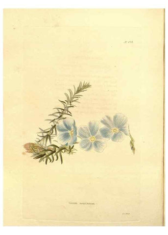 Reproducción/Reproduction 48754330312: The botanical cabinet. London :John & Arthur Arch ...,1817-1833.. 