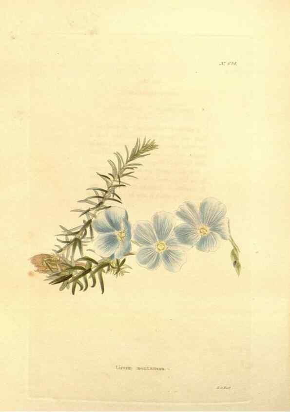 Reproducción/Reproduction 48754330312: The botanical cabinet. London :John & Arthur Arch ...,1817-1833.. 
