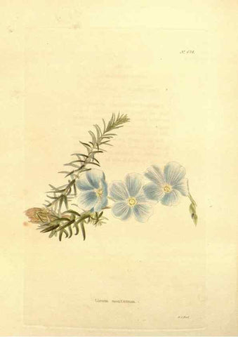 Reproducción/Reproduction 48754330312: The botanical cabinet. London :John & Arthur Arch ...,1817-1833.. 