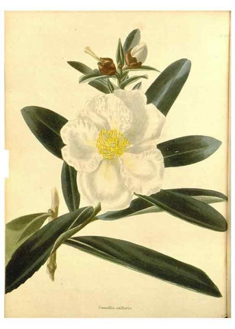Reproducción/Reproduction 48754138986: The botanical cabinet. London :John & Arthur Arch ...,1817-1833.. 