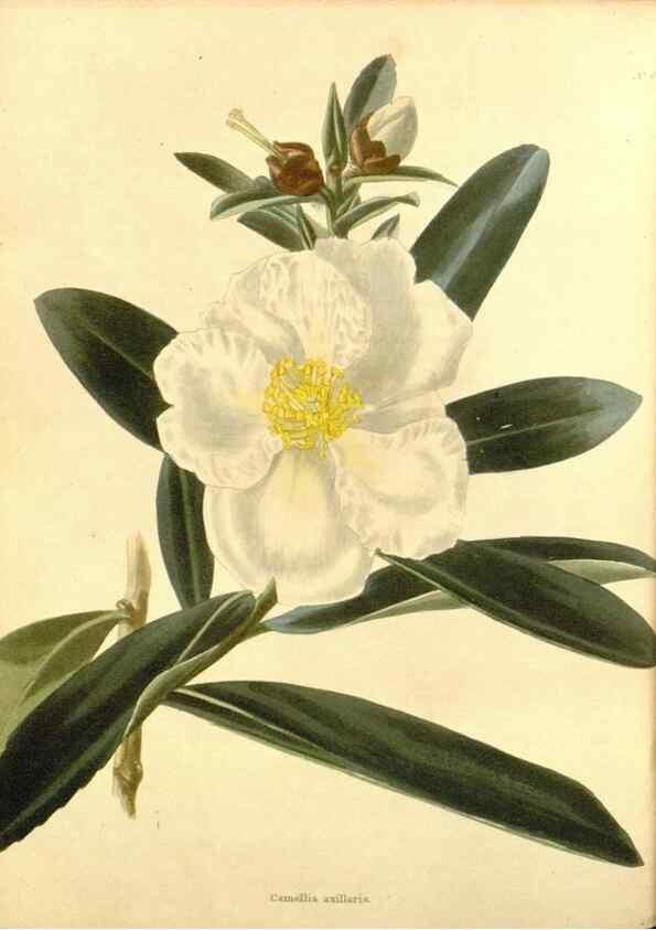 Reproducción/Reproduction 48754138986: The botanical cabinet. London :John & Arthur Arch ...,1817-1833.. 