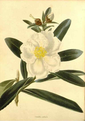 Reproducción/Reproduction 48754138986: The botanical cabinet. London :John & Arthur Arch ...,1817-1833.. 