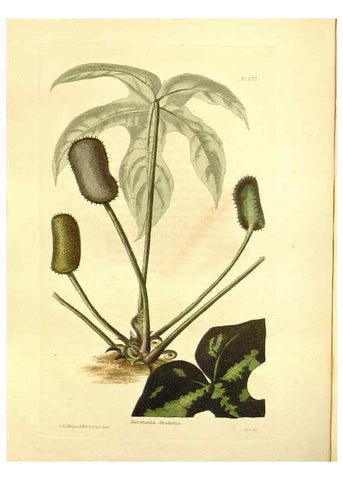 Reproducción/Reproduction 48754139171: The botanical cabinet. London :John & Arthur Arch ...,1817-1833.. 
