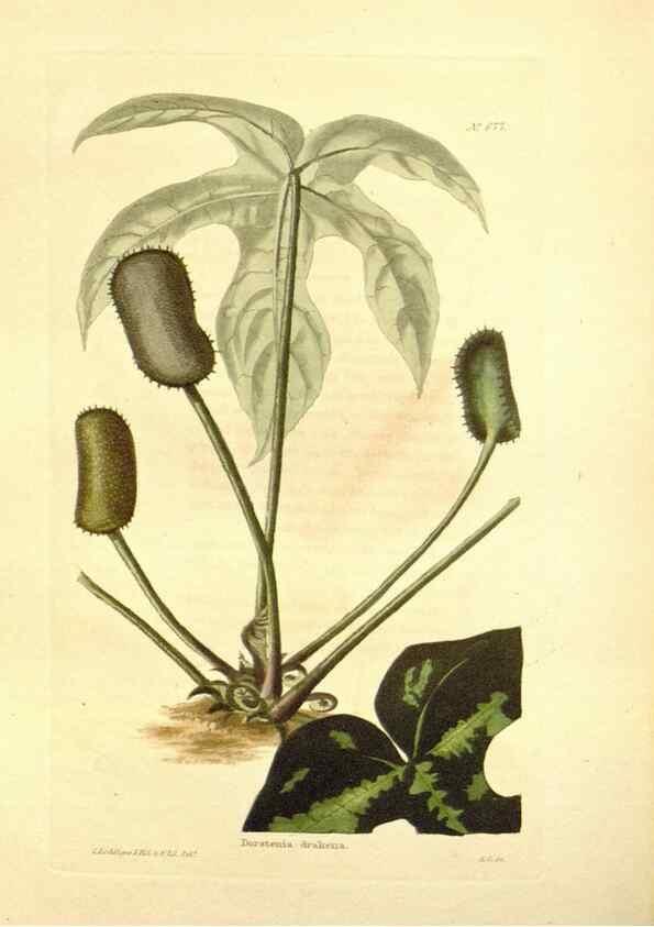 Reproducción/Reproduction 48754139171: The botanical cabinet. London :John & Arthur Arch ...,1817-1833.. 