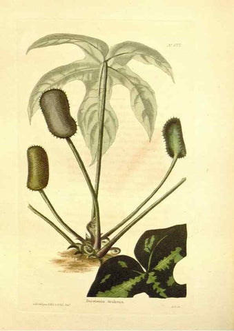 Reproducción/Reproduction 48754139171: The botanical cabinet. London :John & Arthur Arch ...,1817-1833.. 