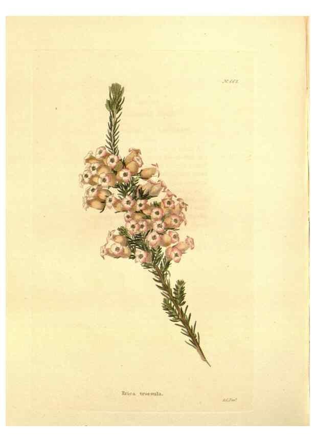 Reproducción/Reproduction 48754328662: The botanical cabinet. London :John & Arthur Arch ...,1817-1833.. 