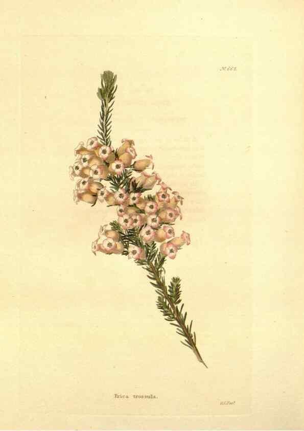 Reproducción/Reproduction 48754328662: The botanical cabinet. London :John & Arthur Arch ...,1817-1833.. 