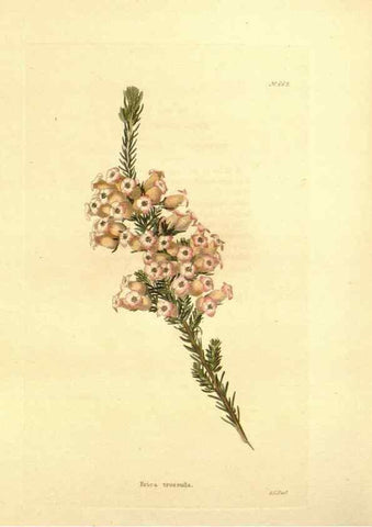 Reproducción/Reproduction 48754328662: The botanical cabinet. London :John & Arthur Arch ...,1817-1833.. 