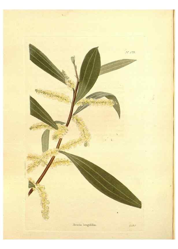 Reproducción/Reproduction 48754331082: The botanical cabinet. London :John & Arthur Arch ...,1817-1833.. 