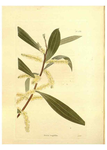 Reproducción/Reproduction 48754331082: The botanical cabinet. London :John & Arthur Arch ...,1817-1833.. 