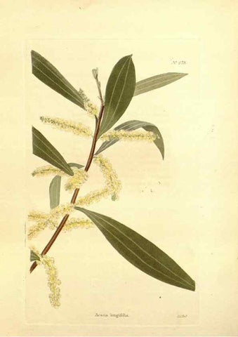 Reproducción/Reproduction 48754331082: The botanical cabinet. London :John & Arthur Arch ...,1817-1833.. 