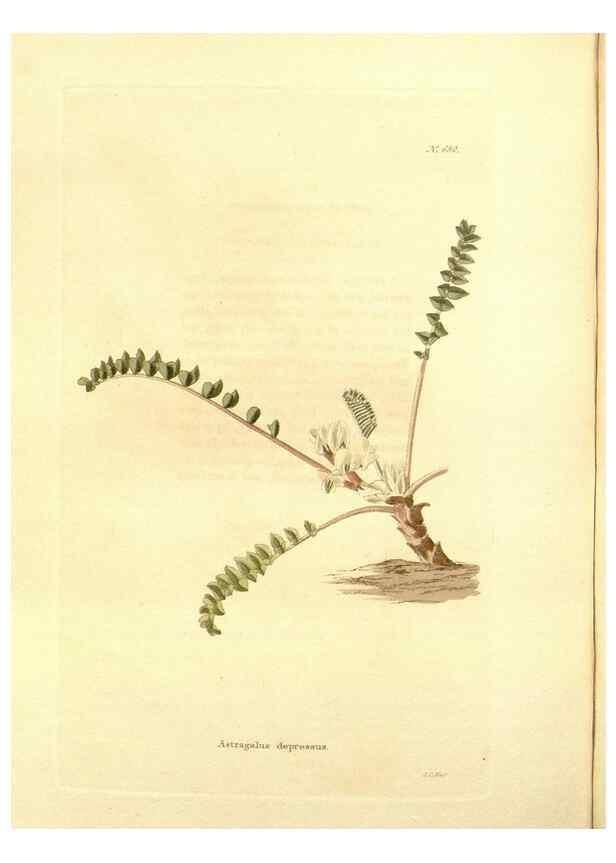 Reproducción/Reproduction 48753816903: The botanical cabinet. London :John & Arthur Arch ...,1817-1833.. 