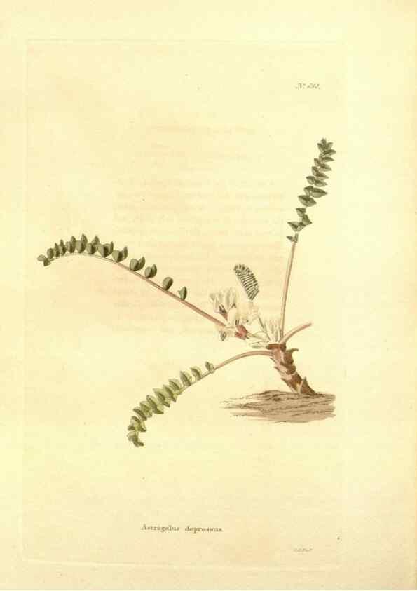 Reproducción/Reproduction 48753816903: The botanical cabinet. London :John & Arthur Arch ...,1817-1833.. 
