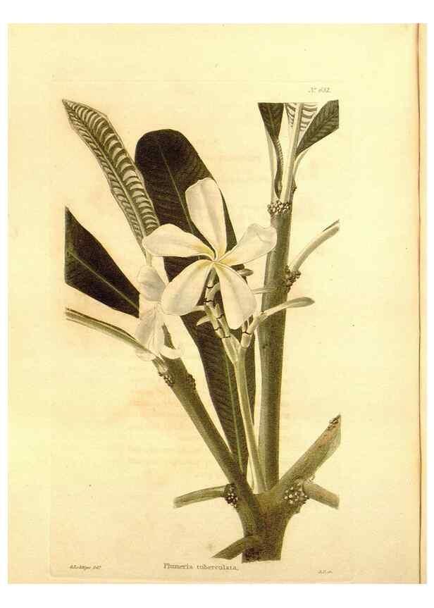 Reproducción/Reproduction 48754140171: The botanical cabinet. London :John & Arthur Arch ...,1817-1833.. 