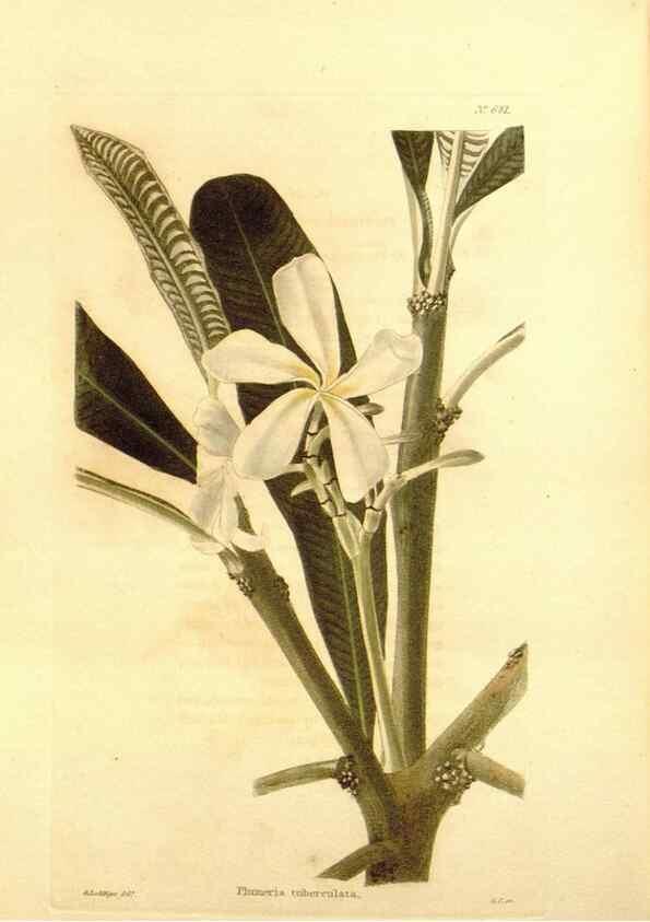 Reproducción/Reproduction 48754140171: The botanical cabinet. London :John & Arthur Arch ...,1817-1833.. 