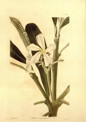 Reproducción/Reproduction 48754140171: The botanical cabinet. London :John & Arthur Arch ...,1817-1833.. 