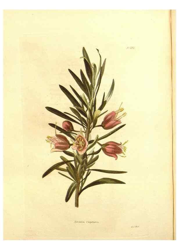 Reproducción/Reproduction 48754332052: The botanical cabinet. London :John & Arthur Arch ...,1817-1833.. 