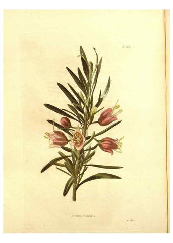 Reproducción/Reproduction 48754332052: The botanical cabinet. London :John & Arthur Arch ...,1817-1833.. 