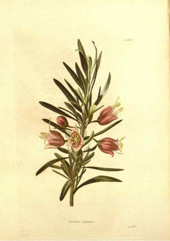 Reproducción/Reproduction 48754332052: The botanical cabinet. London :John & Arthur Arch ...,1817-1833.. 