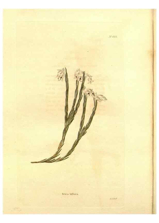 Reproducción/Reproduction 48754140646: The botanical cabinet. London :John & Arthur Arch ...,1817-1833.. 