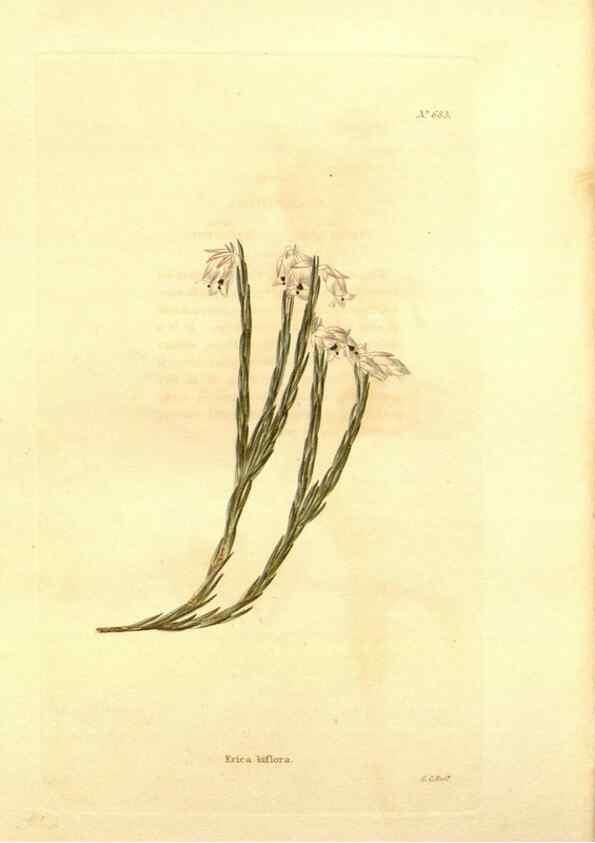 Reproducción/Reproduction 48754140646: The botanical cabinet. London :John & Arthur Arch ...,1817-1833.. 