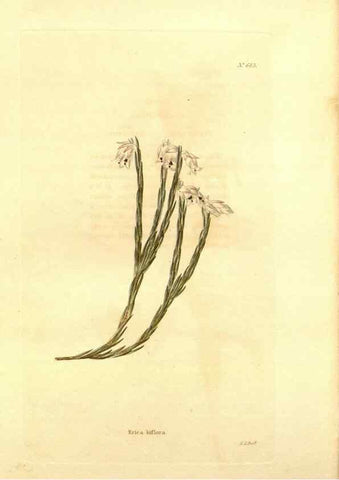 Reproducción/Reproduction 48754140646: The botanical cabinet. London :John & Arthur Arch ...,1817-1833.. 