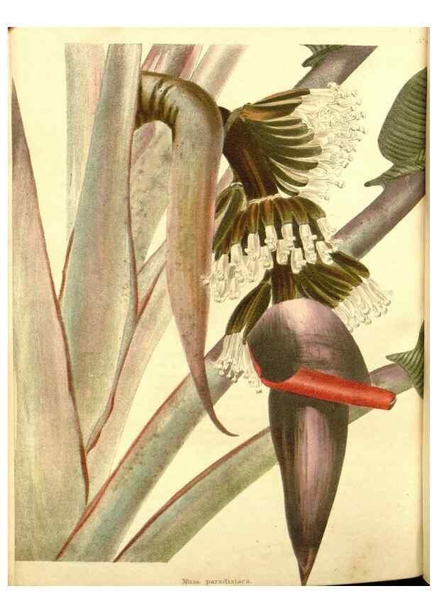 Reproducción/Reproduction 48754332542: The botanical cabinet. London :John & Arthur Arch ...,1817-1833.. 