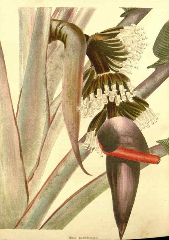 Reproducción/Reproduction 48754332542: The botanical cabinet. London :John & Arthur Arch ...,1817-1833.. 