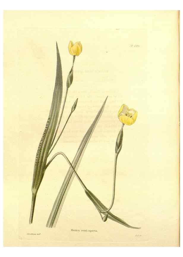 Reproducción/Reproduction 48753818188: The botanical cabinet. London :John & Arthur Arch ...,1817-1833.. 