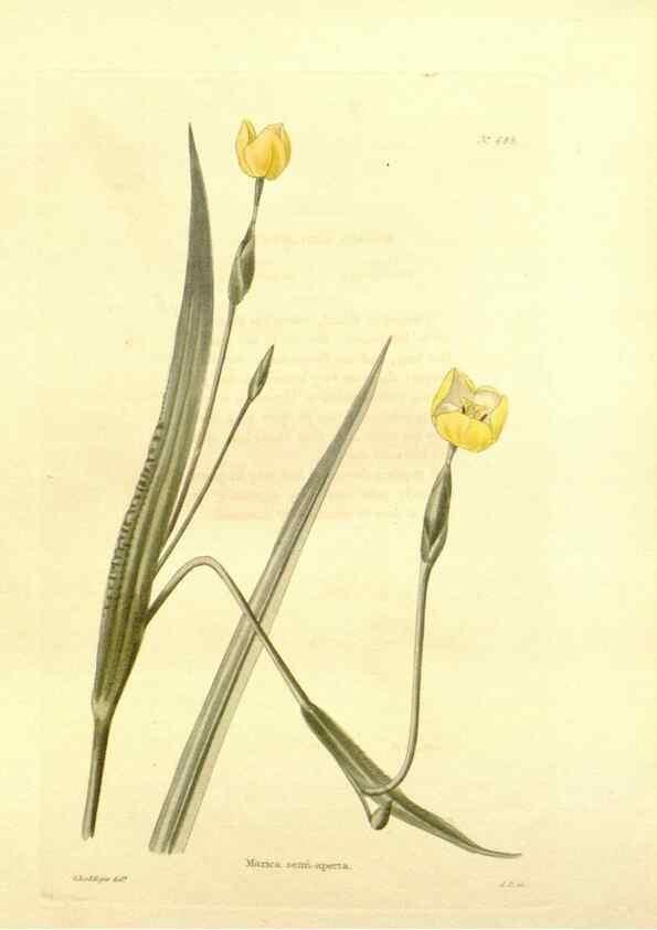 Reproducción/Reproduction 48753818188: The botanical cabinet. London :John & Arthur Arch ...,1817-1833.. 