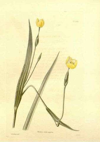 Reproducción/Reproduction 48753818188: The botanical cabinet. London :John & Arthur Arch ...,1817-1833.. 